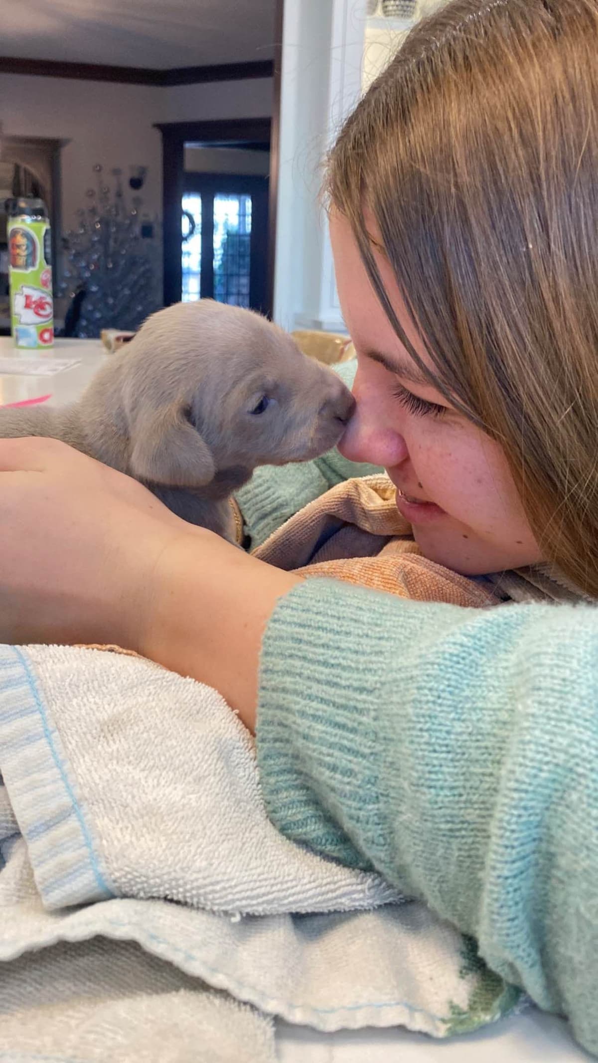 Weimaraner Puppies breeder image 3