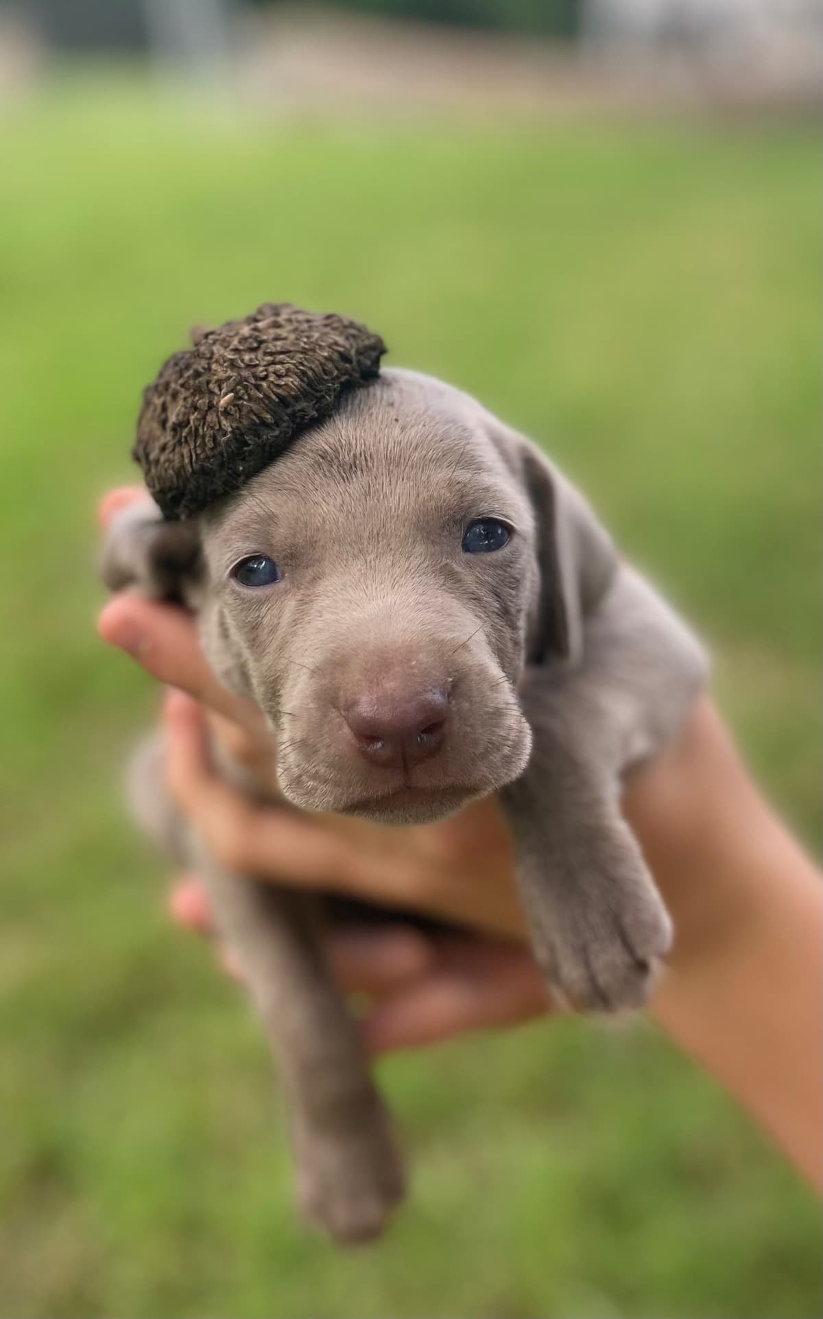 Weimaraner Puppies breeder image 4