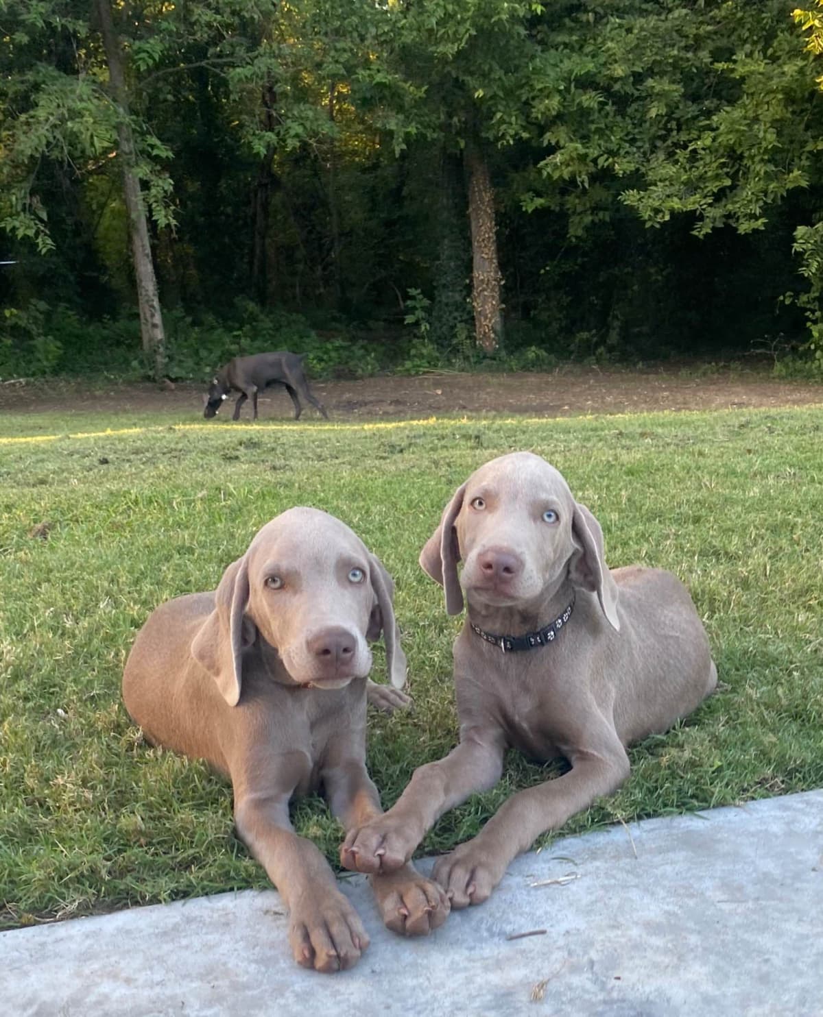 Weimaraner Puppies breeder image 5
