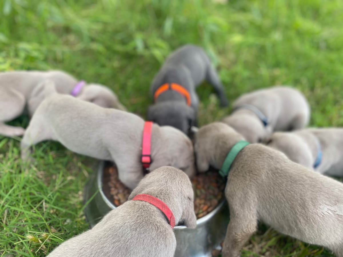 Weimaraner Puppies breeder image 6