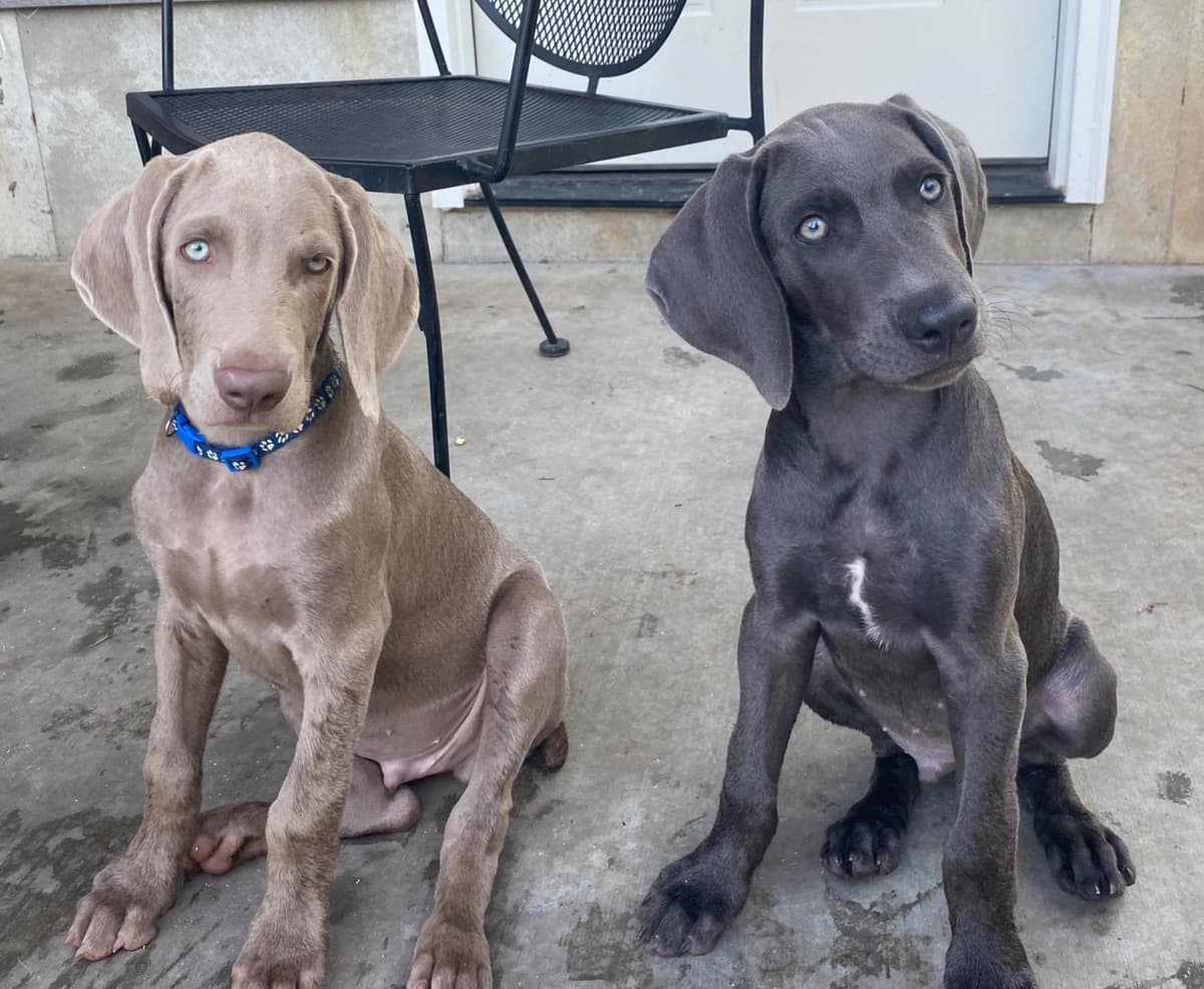 Weimaraner Puppies breeder image 7