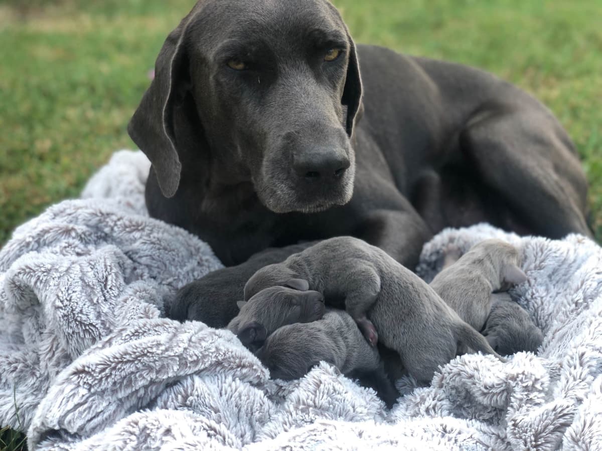 Weimaraner Puppies breeder image 9