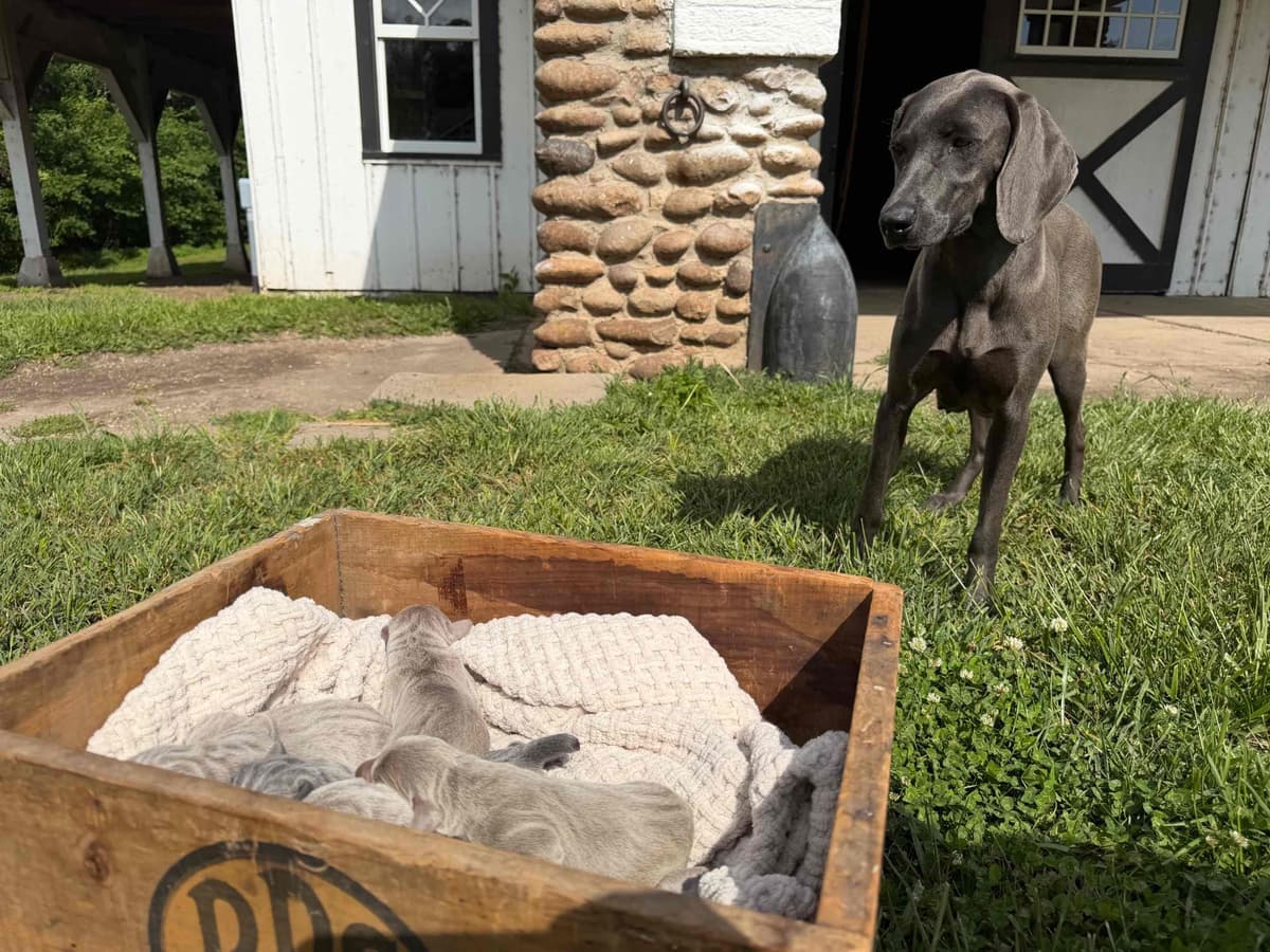 Weimaraner Puppies breeder image 10
