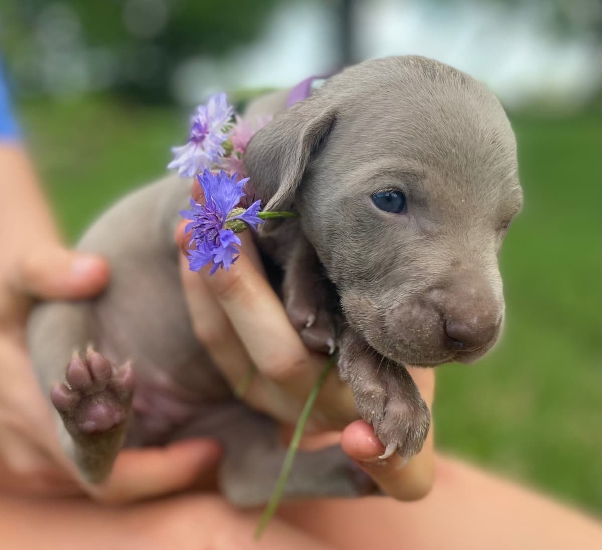 Weimaraner Puppies breeder image 12