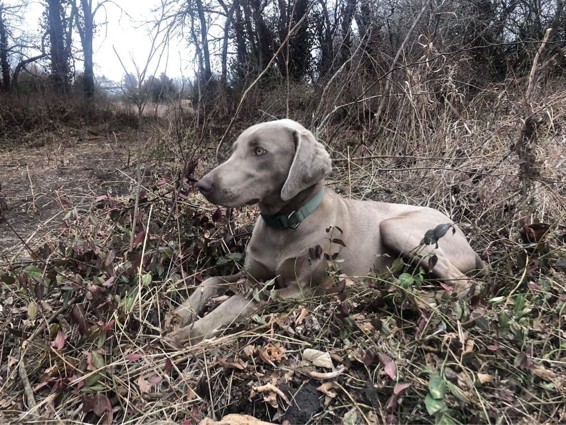 Weimaraner Puppies breeder image 11