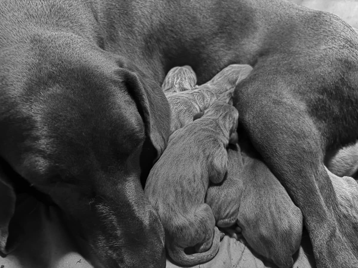 Weimaraner Puppies breeder image 13