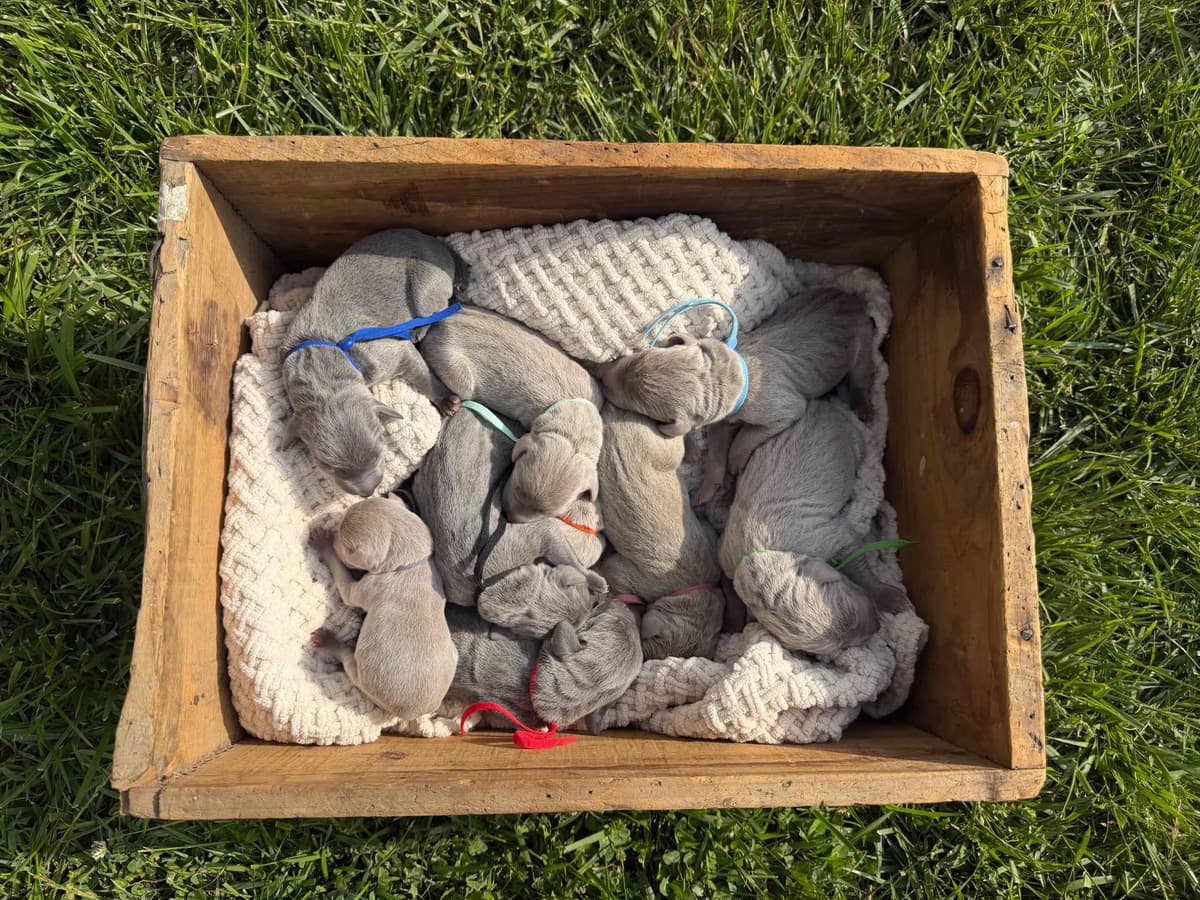 Weimaraner Puppies breeder image 14