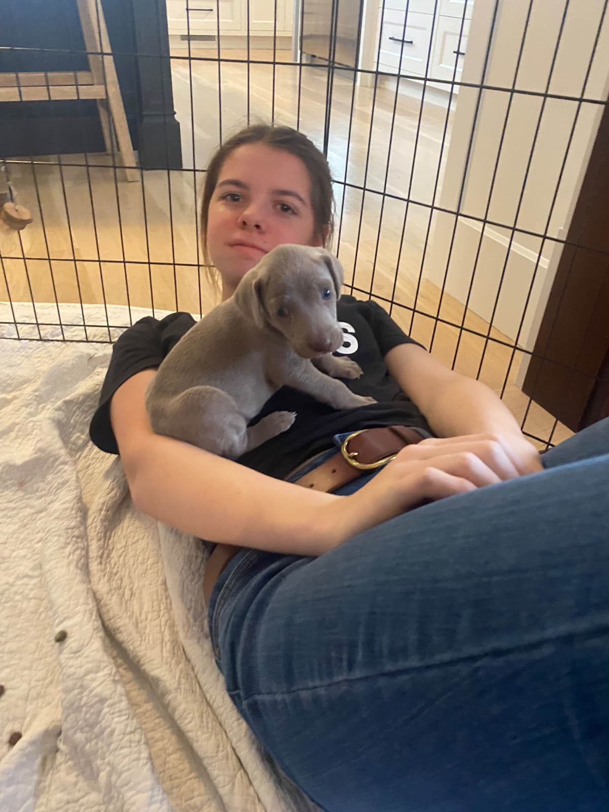 Weimaraner Puppies breeder image 15