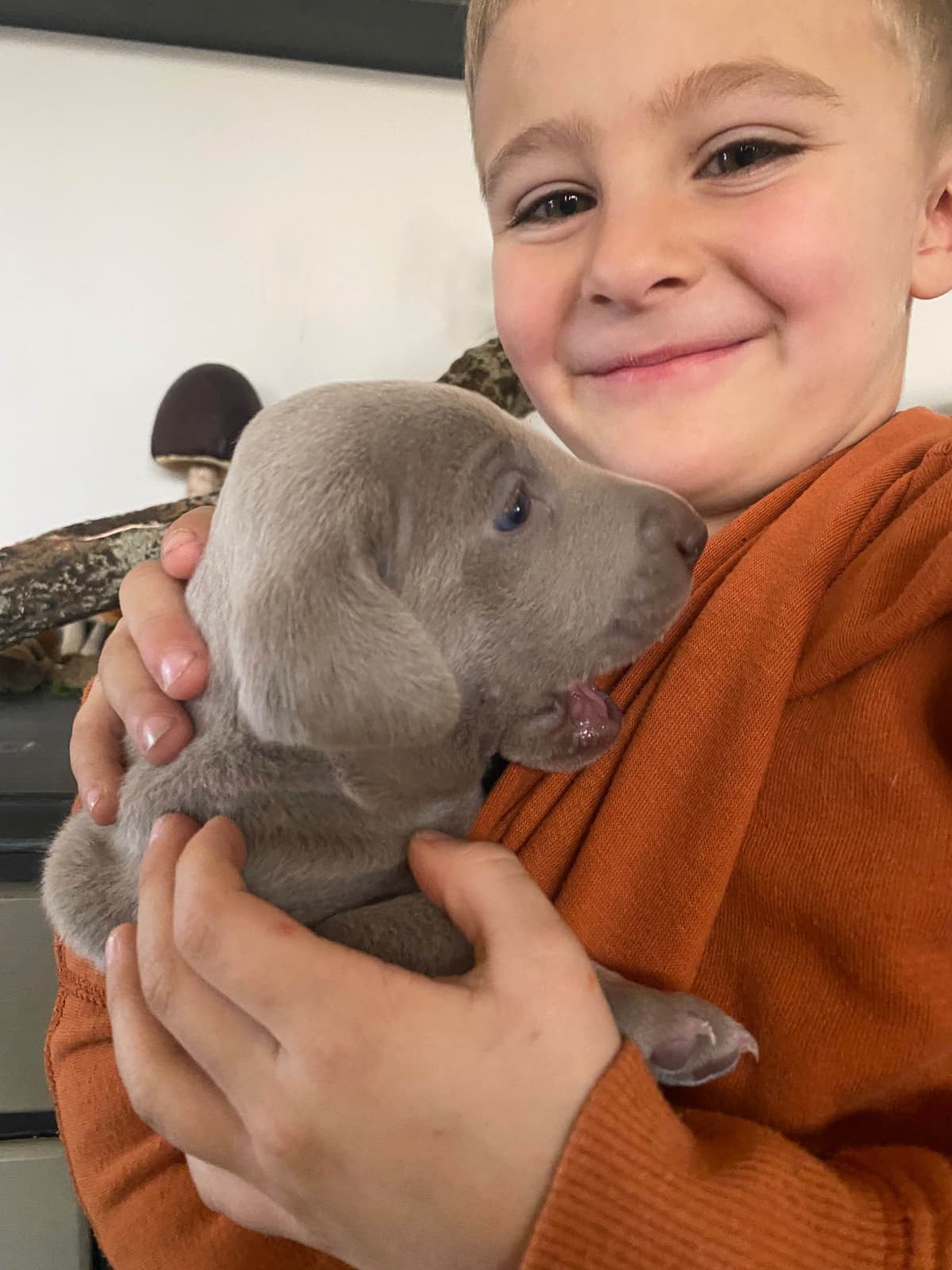 Weimaraner Puppies breeder image 16