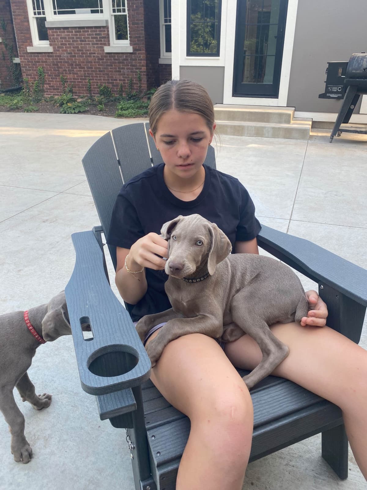 Weimaraner Puppies breeder image 17