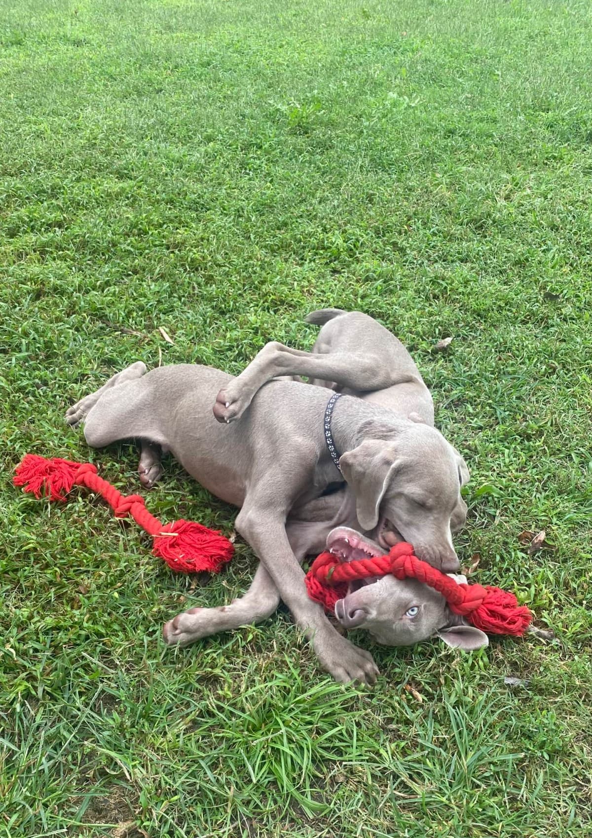 Weimaraner Puppies breeder image 18