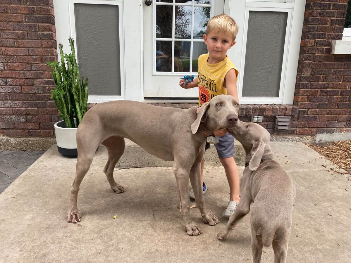 Weimaraner Puppies breeder image 19