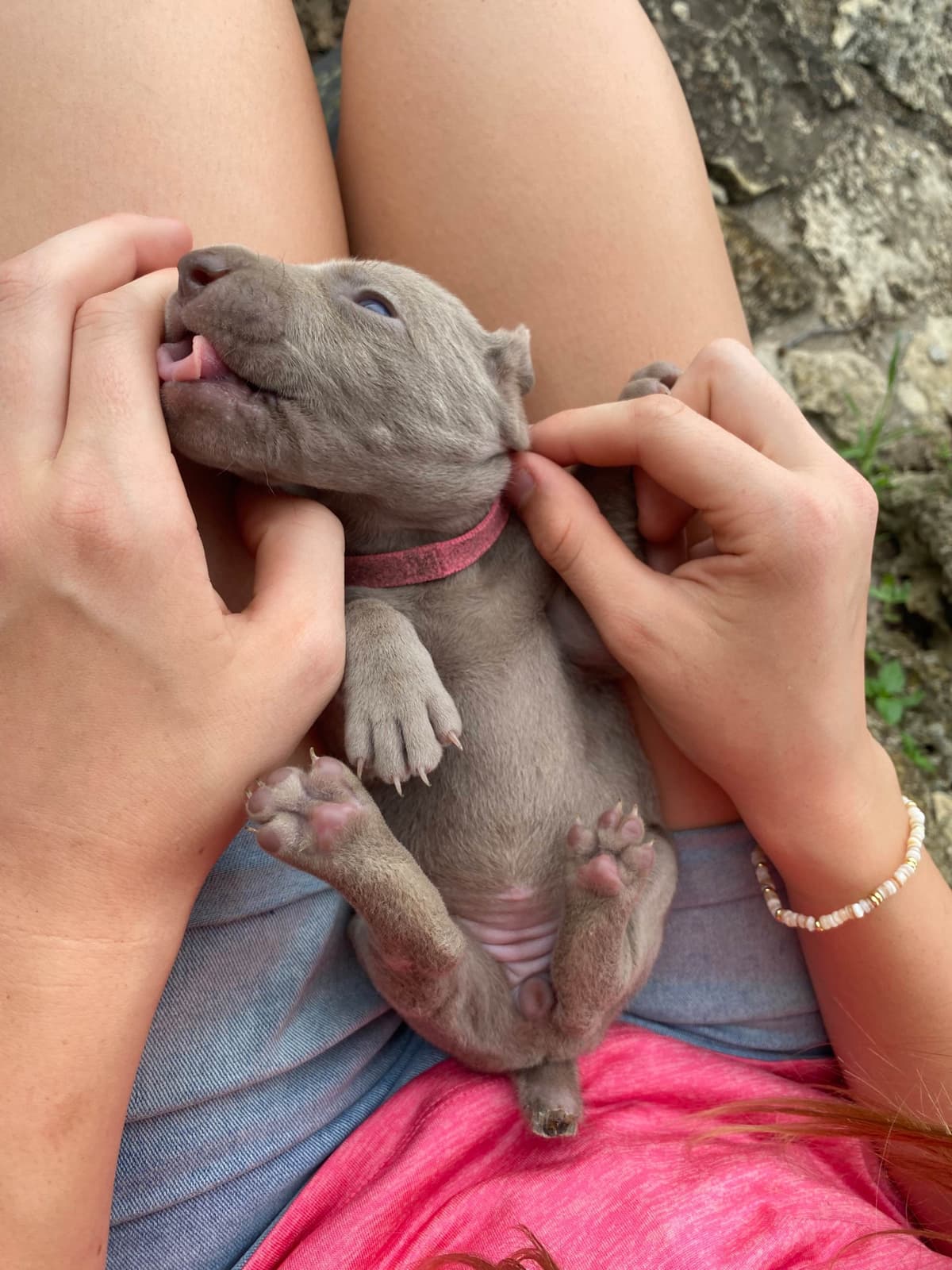 Weimaraner Puppies breeder image 22