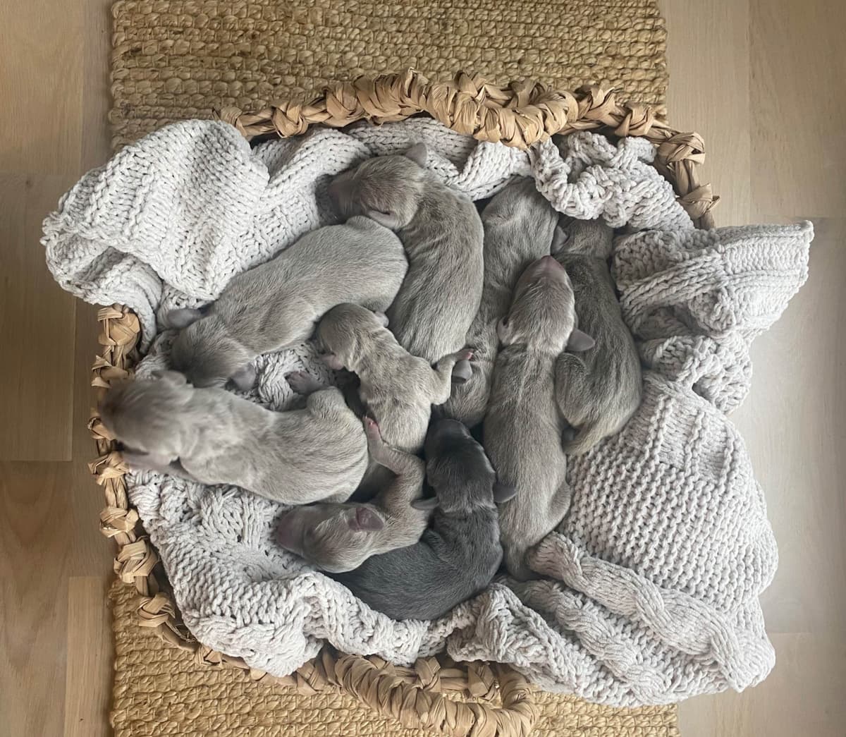 Weimaraner Puppies breeder image 21
