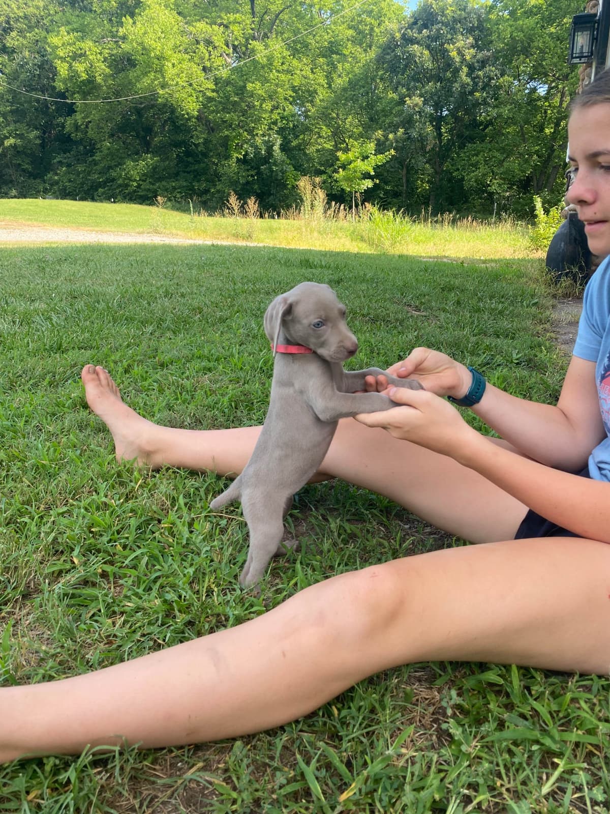 Weimaraner Puppies breeder image 26