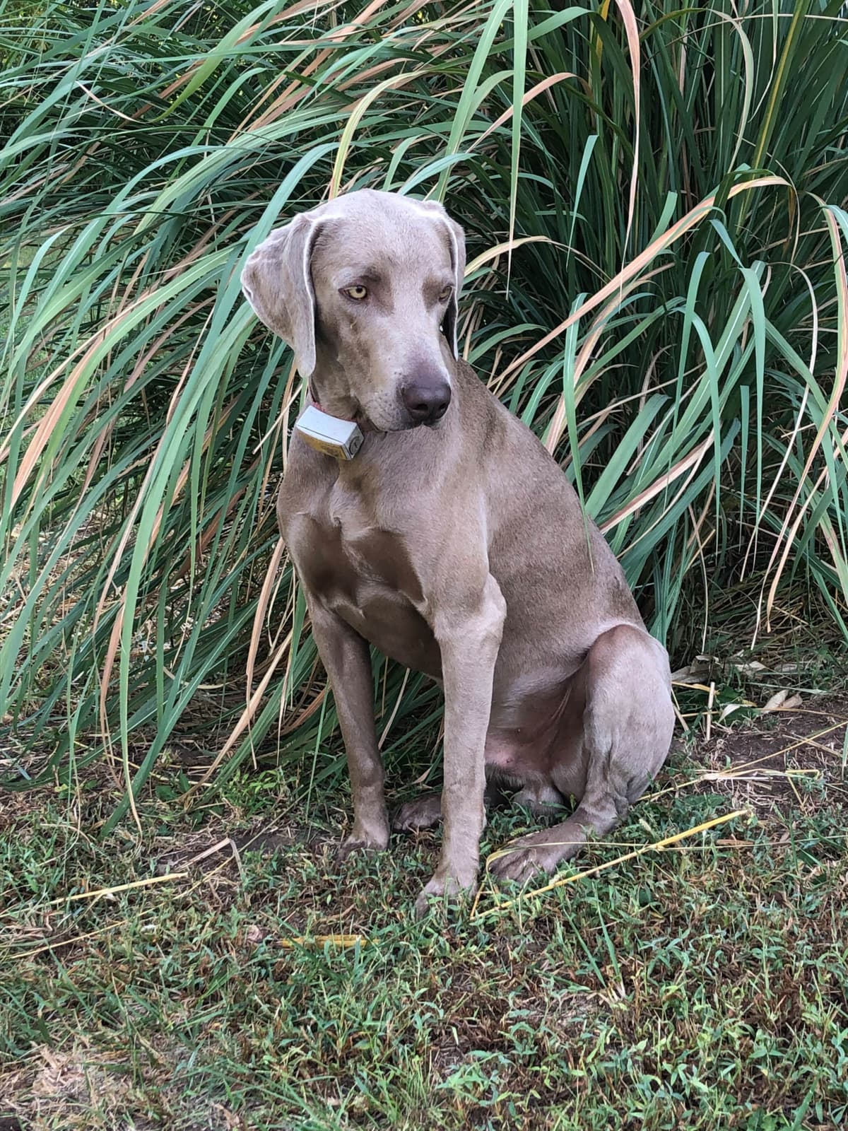 Weimaraner Puppies breeder image 28