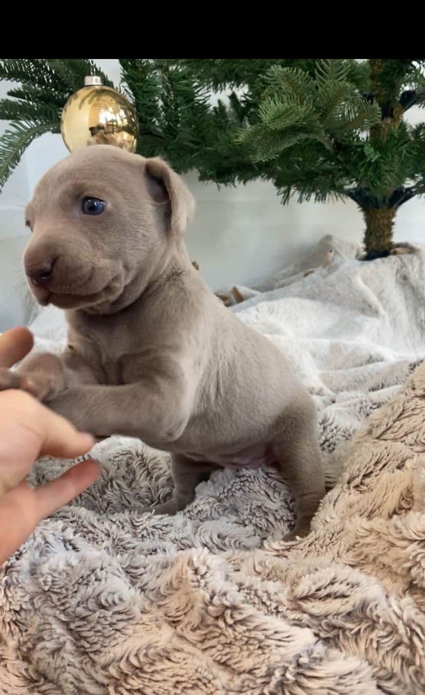 Weimaraner Puppies breeder image 29
