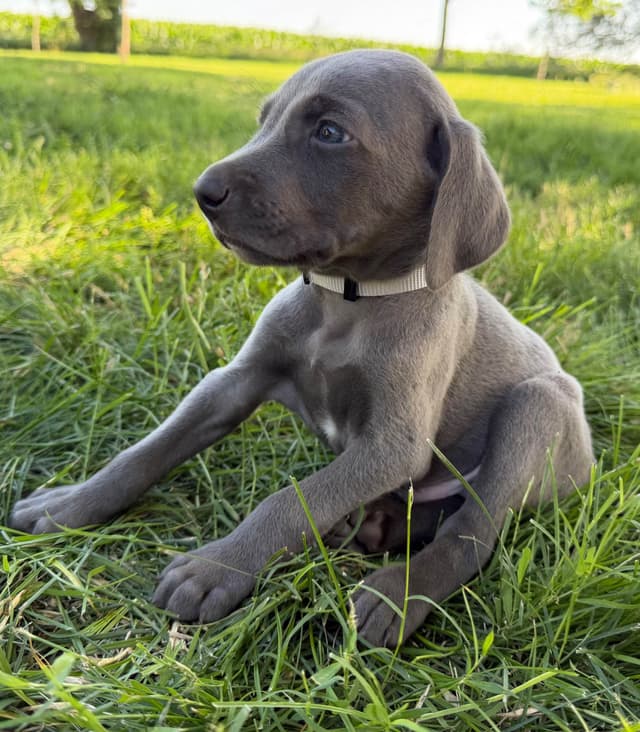 Weimaraner Puppies media 2