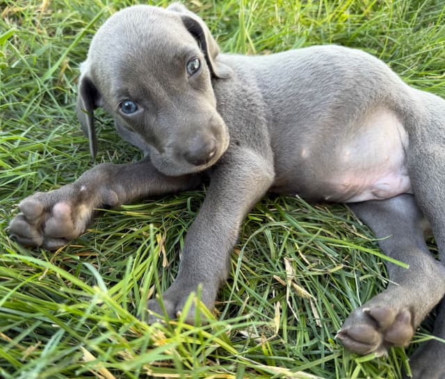Weimaraner Puppies media 3