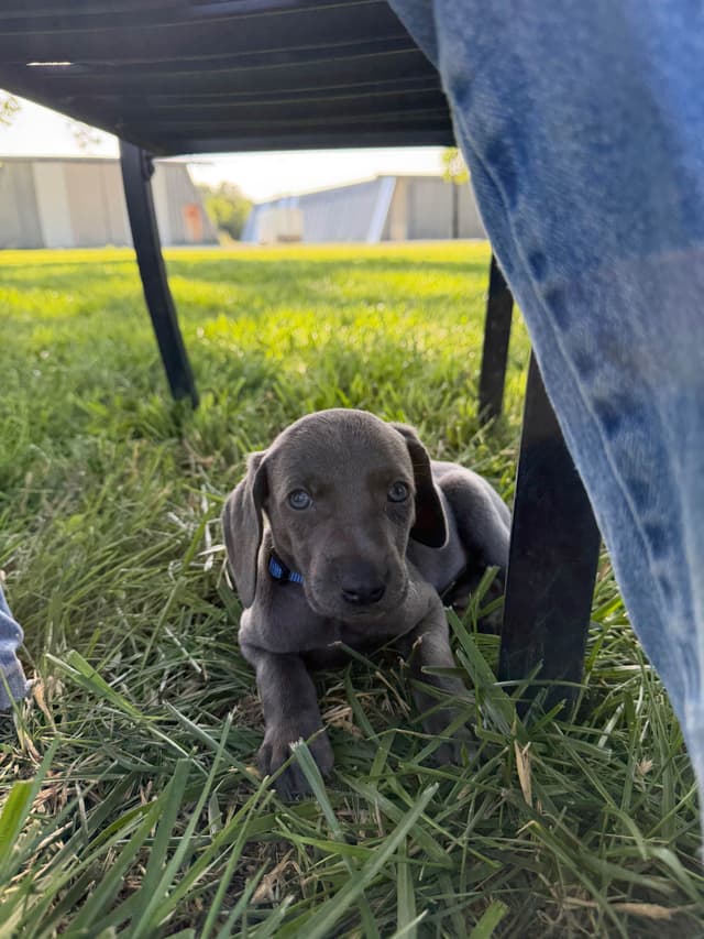 Weimaraner Puppies media 4