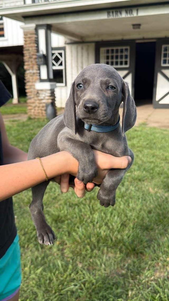 Weimaraner Puppies media 10