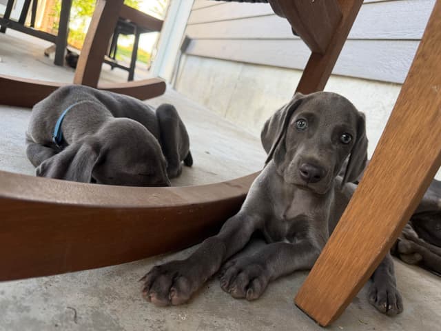 Weimaraner Puppies media 11