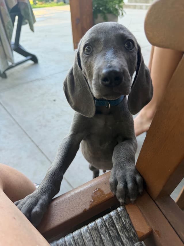 Weimaraner Puppies media 12