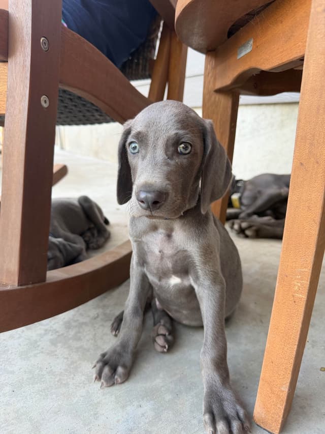 Weimaraner Puppies media 14