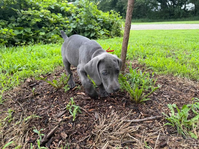 Weimaraner Puppies media 15