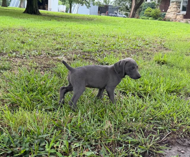 Weimaraner Puppies media 16