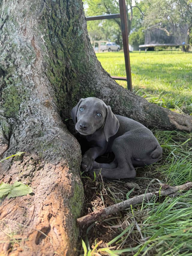 Weimaraner Puppies media 18