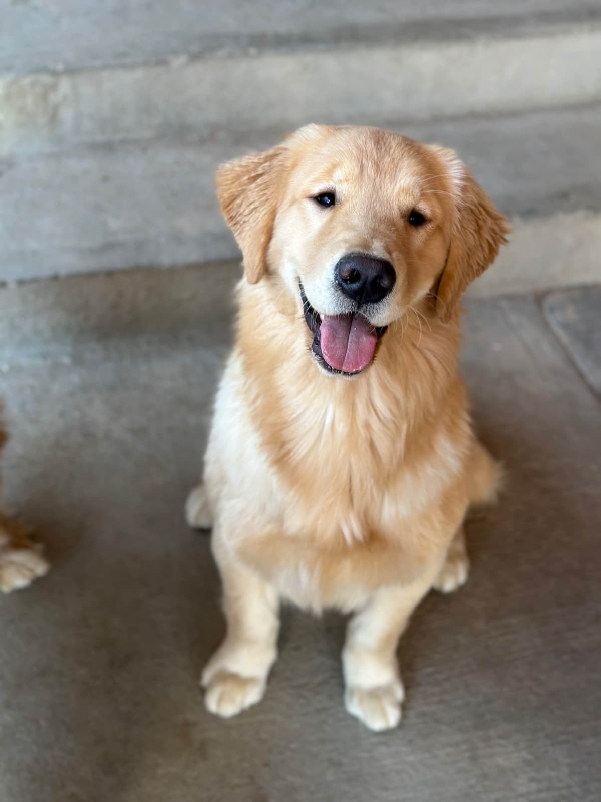 Golden Retriever Puppies breeder image 5