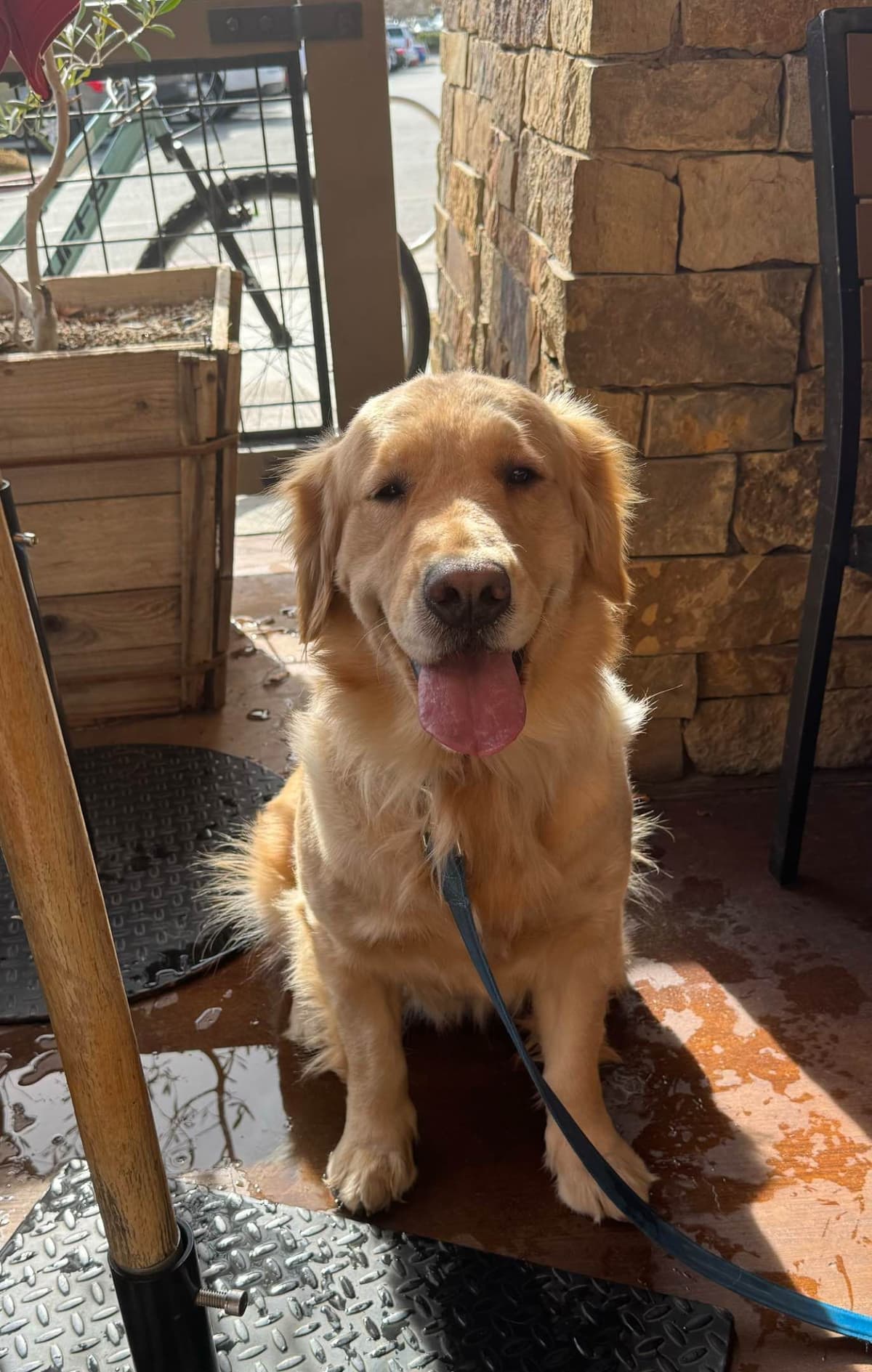 Golden Retriever Puppies breeder image 3