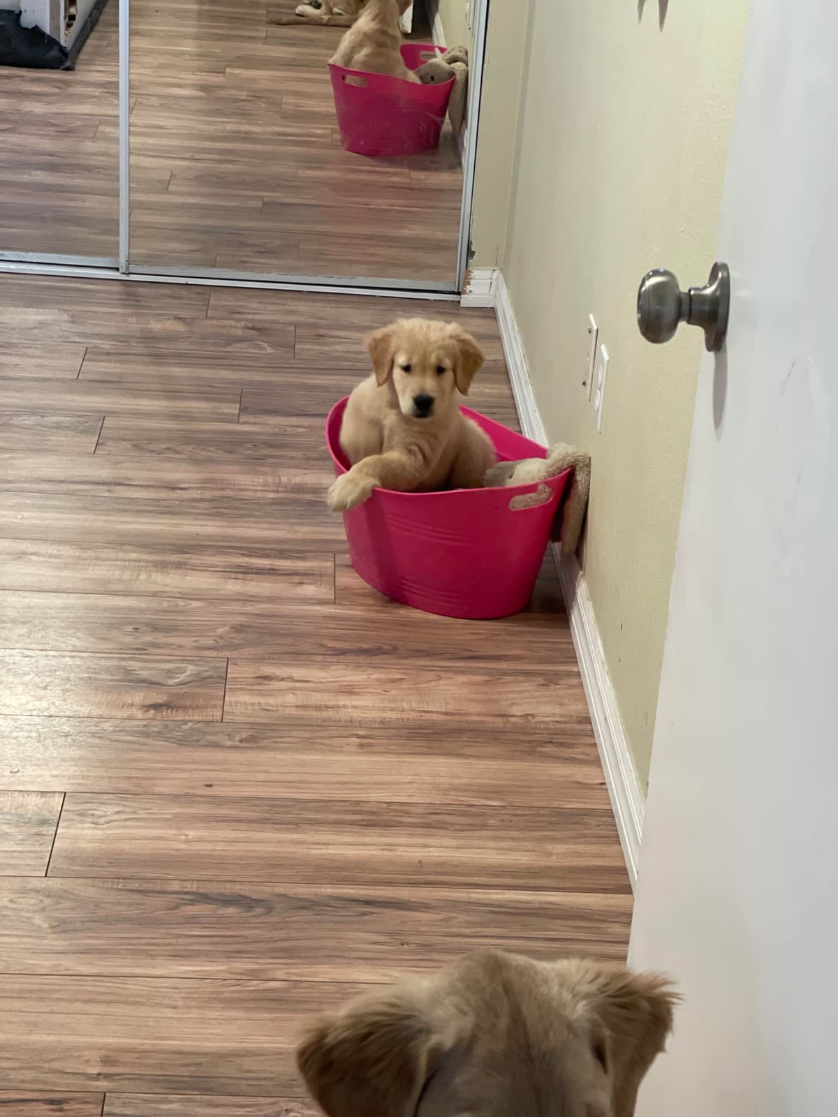 Golden Retriever Puppies breeder image 6