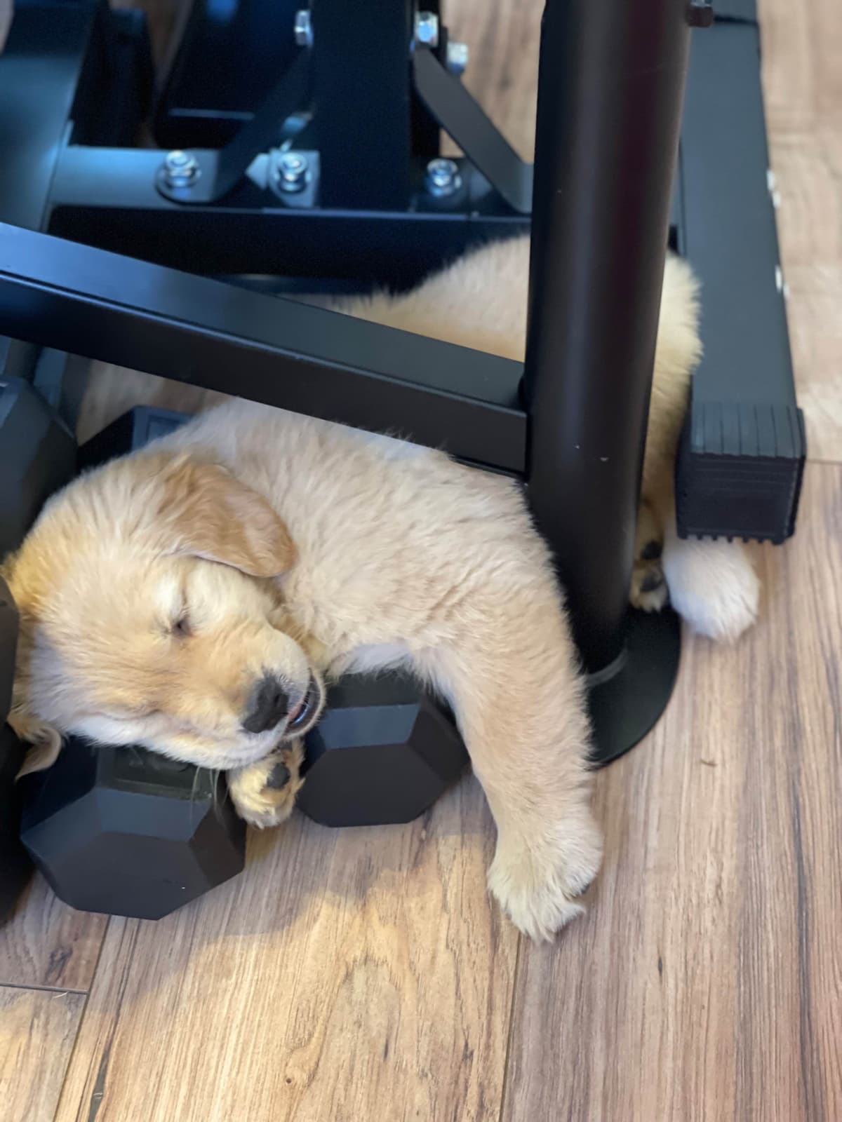 Golden Retriever Puppies breeder image 7