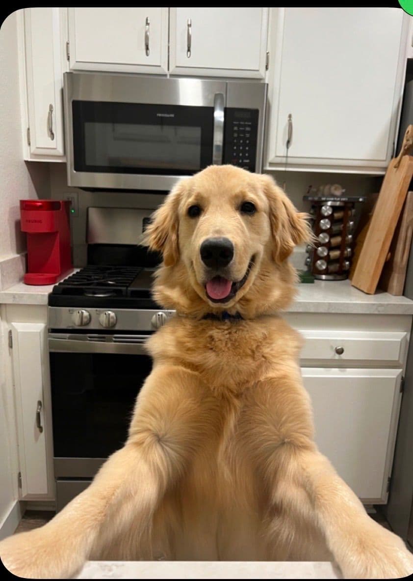 Golden Retriever Puppies breeder image 8