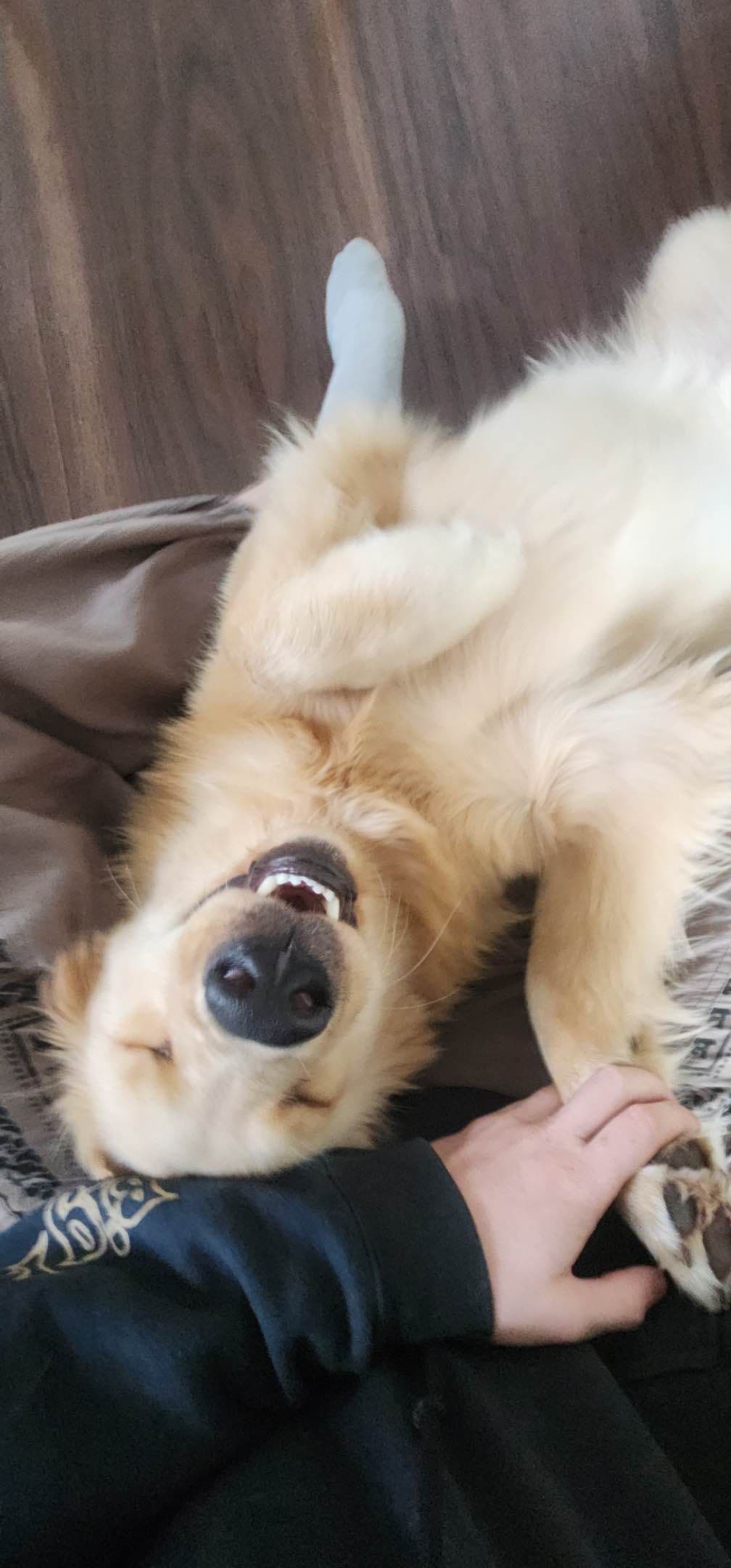 Golden Retriever Puppies breeder image 9