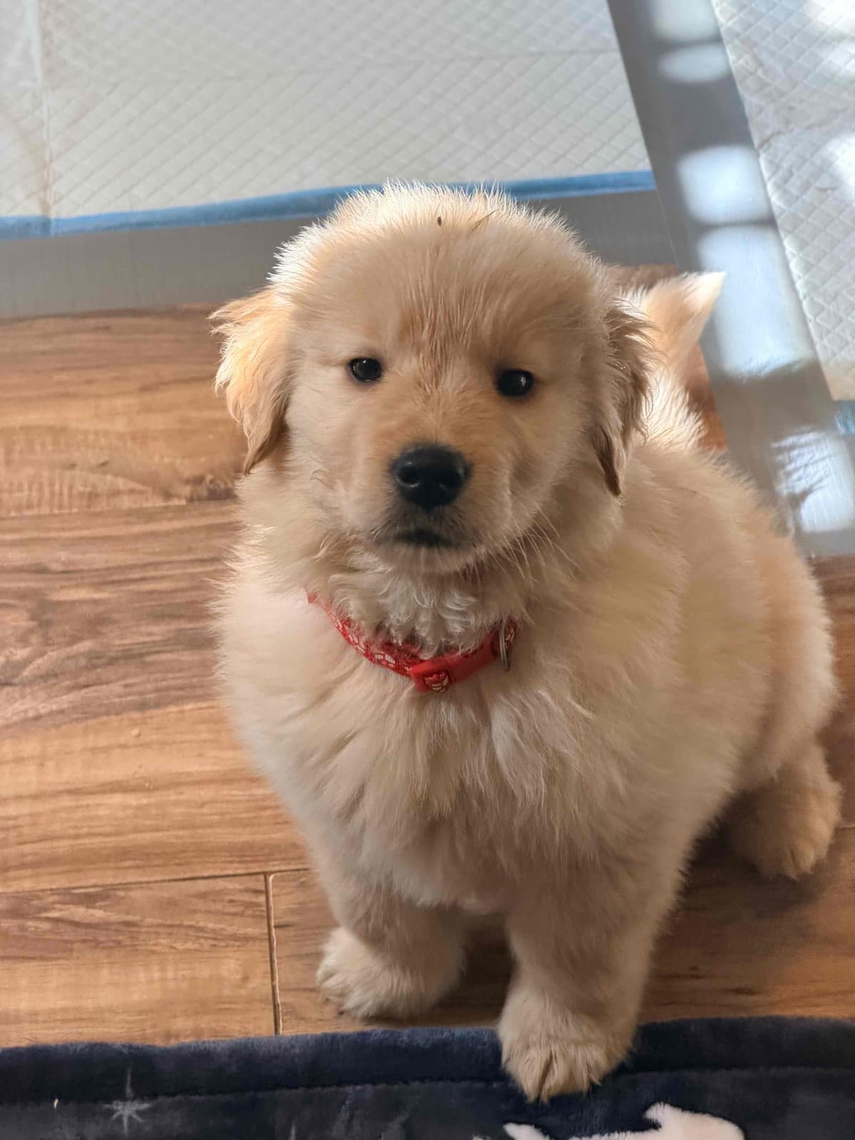 Golden Retriever Puppies breeder image 10