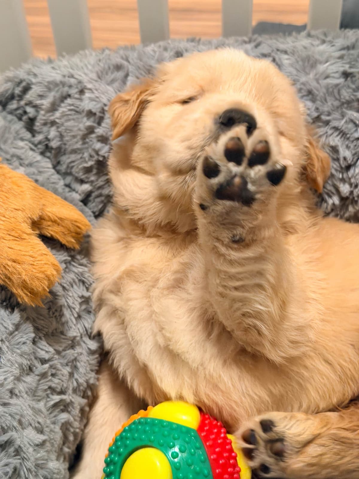 Golden Retriever Puppies breeder image 12