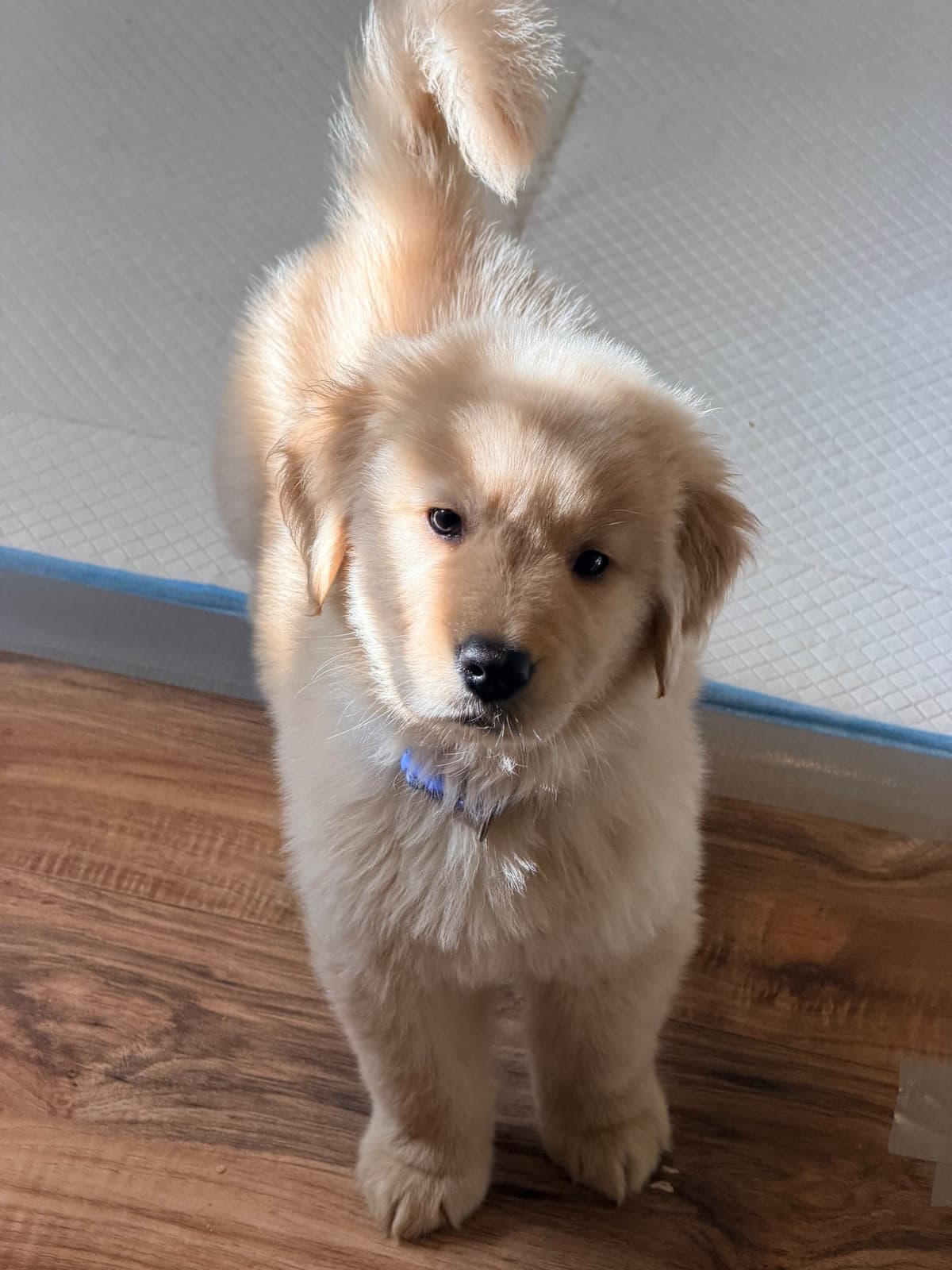 Golden Retriever Puppies breeder image 13