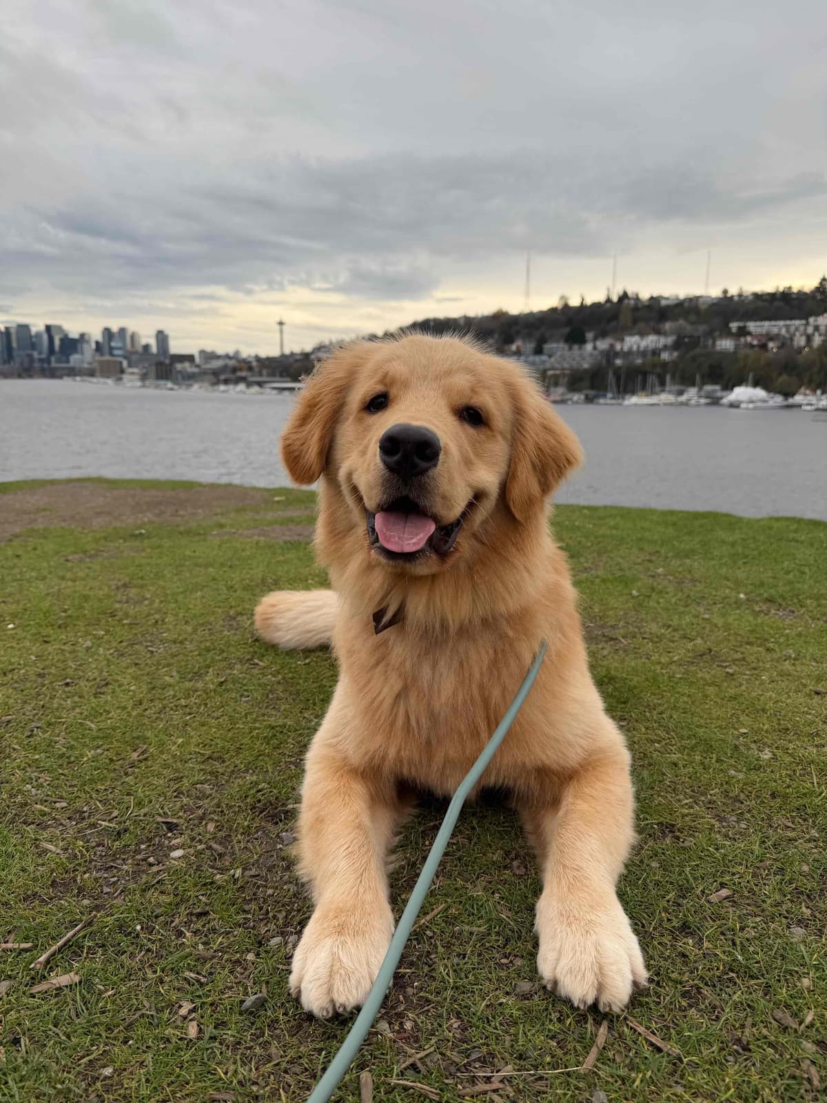 Golden Retriever Puppies breeder image 15