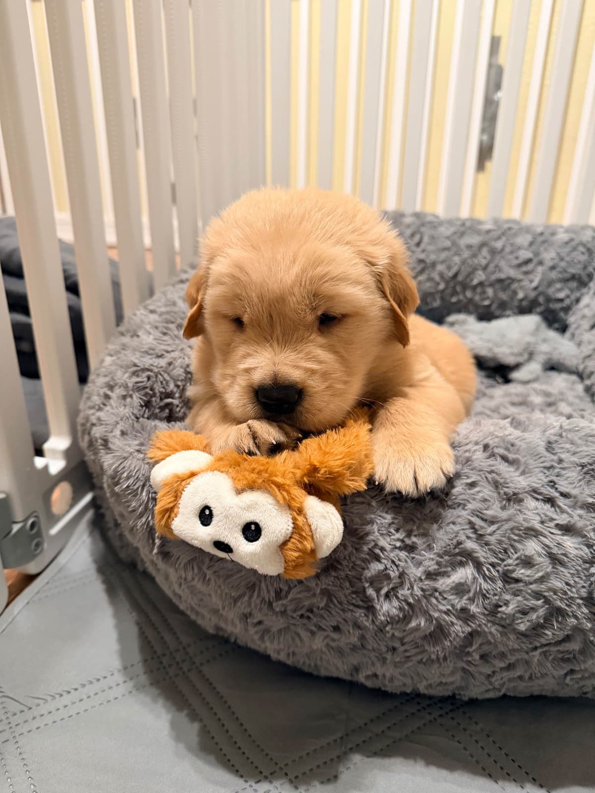 Golden Retriever Puppies breeder image 16