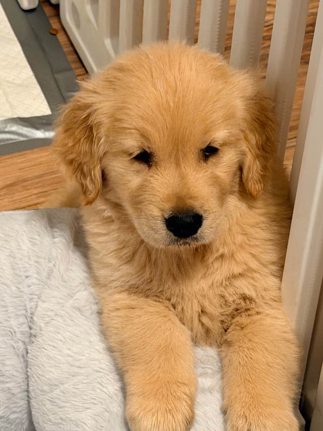 Golden Retriever Puppies media 2