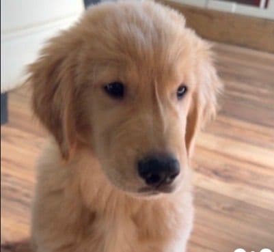 Golden Retriever Puppies media 3