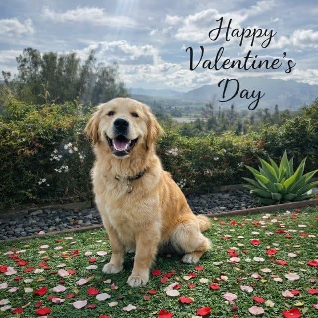 Golden Retriever Puppies breeder image 17