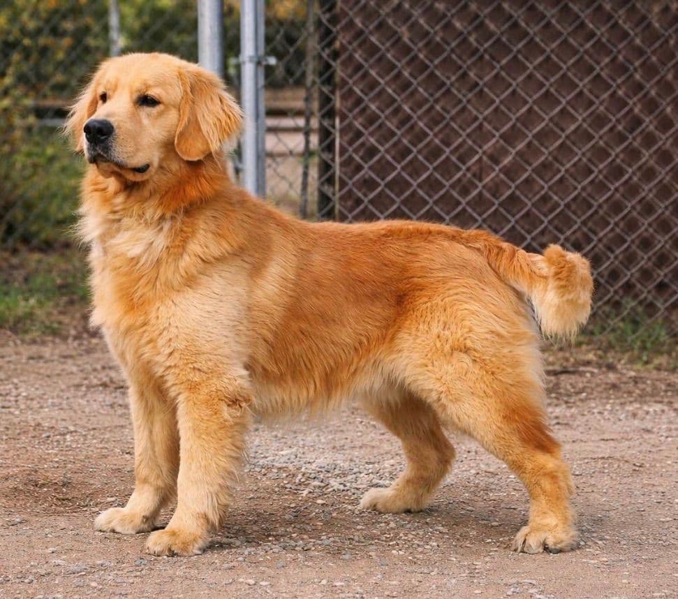 Golden Retriever Puppies breeder image 18