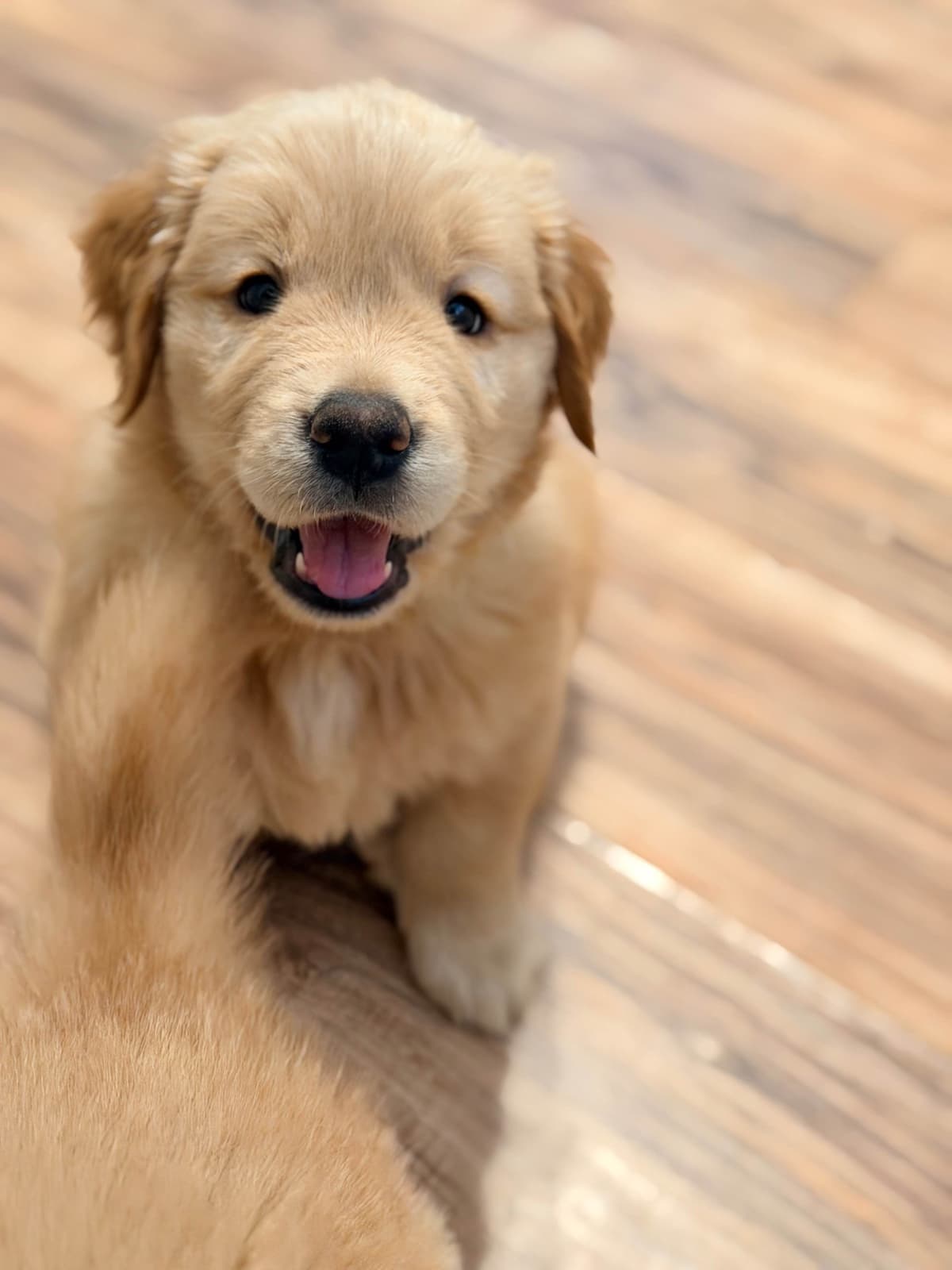 Golden Retriever Puppies breeder image 19