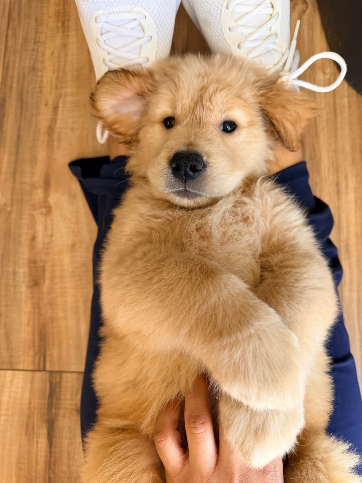 Golden Retriever Puppies breeder image 20