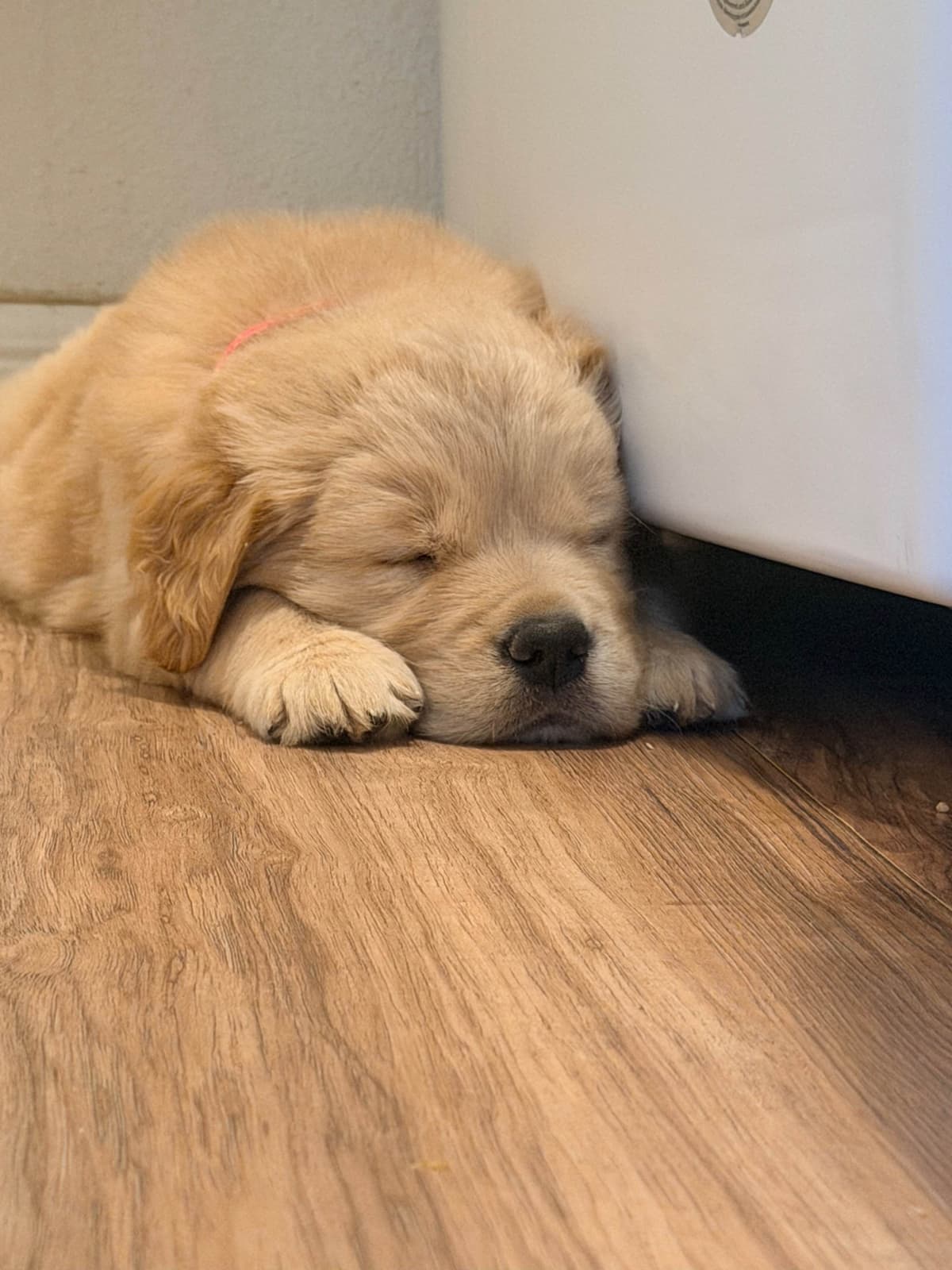 Golden Retriever Puppies breeder image 22