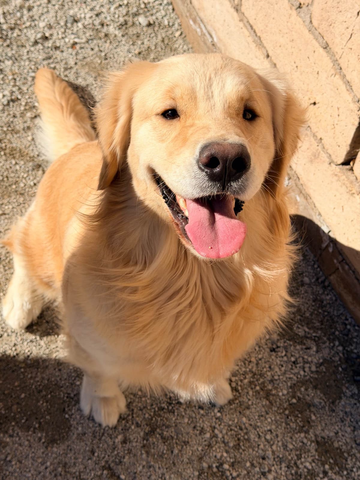 Golden Retriever Puppies breeder image 21